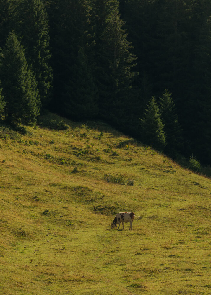 Timothée Lambrecq photography